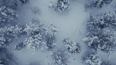Von-Oben-Nach-Unten-Schneebedeckte-Bäume-Im-Winterwald.-Luftaufnahme