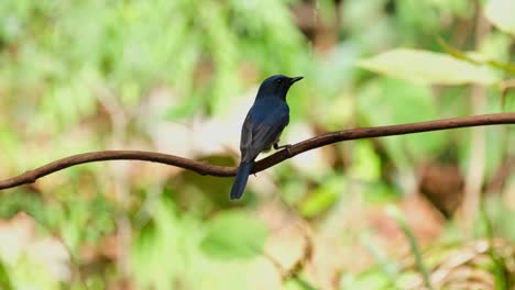 Taking-a-shower-under-dripping-water-while-perched-on-a-vine-in-the-forest-then-flies-away-to-the-left,-Hainan-Blue-Flycatcher-Cyornis-hainanus-Thailand
