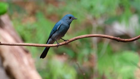 Camera-zooms-in-while-this-bird-is-looking-towards-the-camera,-Verditer-Flycatcher-Eumyias-thalassinus-Female,-Thailand