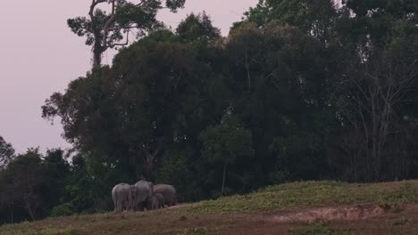 Zoom-out-of-these-giants-feeding-at-a-salt-lick-just-before-dark,-Indian-Elephant-Elephas-maximus-indicus,-Thailand