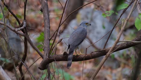 Resting-on-a-branch-as-seen-from-its-back-during-the-afternoon-and-turns-its-head-around-to-spot-for-a-prey,-Crested-Goshawk-Accipiter-trivirgatus,-Thailand