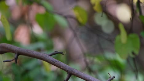 Perched-on-a-branch-as-seen-rom-its-back-and-then-flies-away-to-the-left,-Hainan-Blue-Flycatcher-Cyornis-hainanus-Thailand