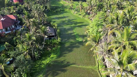 Drone-aerial-footage-of-a-lush-rice-field-in-Ubud,-Bali,-Indonesia