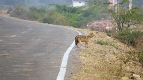 Tracking-close-shot-of-Golden-jackal-or-Canis-aureus-crossing-road-north-central-India