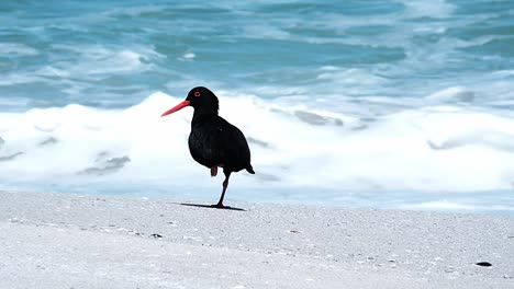 A-black-Oystercatcher-on-a-white-sand-beach-with-the-waves-crashing-behind