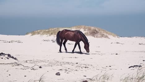 Ein-Wildes-Pferd,-Das-Am-Strand-Spaziert