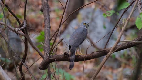 Looking-over-its-back-then-turns-its-head-to-the-right-as-seen-from-its-backside-perched-on-a-branch-in-a-dry-forest,-Crested-Goshawk-Accipiter-trivirgatus,-Thailand