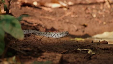 Seen-drinking-water-during-a-hot-afternoon-then-moves-away-to-the-left,-Red-necked-Keelback-or-Red-Necked-Keelback-Snake-Rhabdophis-subminiatus,-Thailand