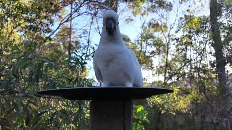 Native-Australian-Cockatoo-eating-seeds-on-a-plate-while-being-very-alert-of-it's-surrounding