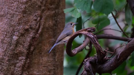 Looking-towards-the-right-motionless-while-perched-on-a-branch,-Indochinese-Blue-Flycatcher-Cyornis-sumatrensis-Female,-Thailand