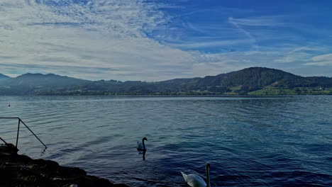 Serene-lake-with-swans,-mountainous-backdrop,-clear-skies,-and-tranquil-water-at-daybreak