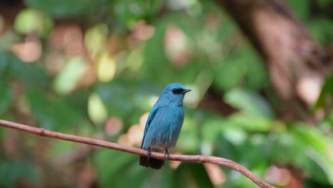 Zooming-out-while-this-male-Verditer-Flycatcher-is-perched-on-a-vine-looking-around-and-chirping,-Eumyias-thalassinus,-Thailand