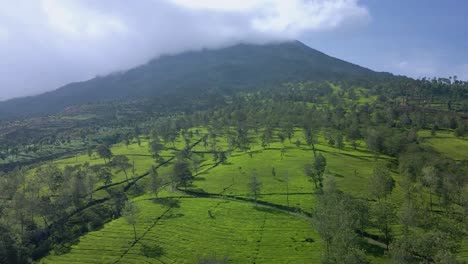 Drone-view-of-tea-plantation-on-the-slope-of-mountain,-Mt