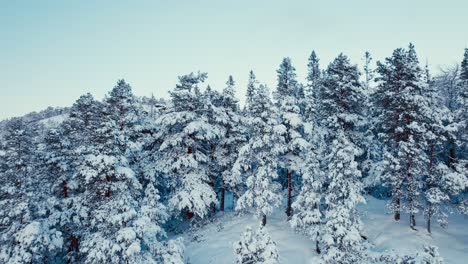 Bäume-über-Bergen,-Die-Während-Der-Wintersaison-Mit-Neuschnee-Bedeckt-Sind