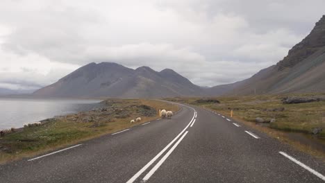 Cinematic-view-of-sheep-walking-on-the-Ring-Road-highway-in-Iceland