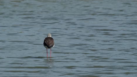 Seen-from-its-back-contemplating-about-its-past,-future,-and-present-life-while-standing-in-the-water,-Black-winged-Stilt-Himantopus-himantopus,-Thailand