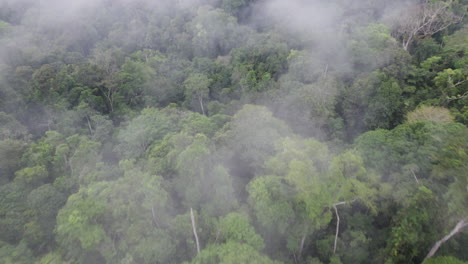 Eine-Drohnenansicht-Des-Tropischen-Regenwaldes-Im-Amazonas