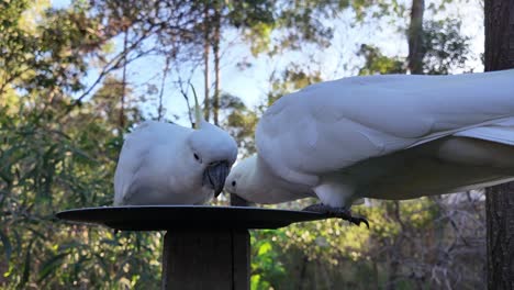 Native-Australian-Cockatoos-eating-seeds-on-a-plate-then-one-of-the-bird-is-flying-away