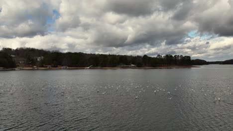Flock-of-seagulls-at-Lake-Lanier-in-Winter-drone-view
