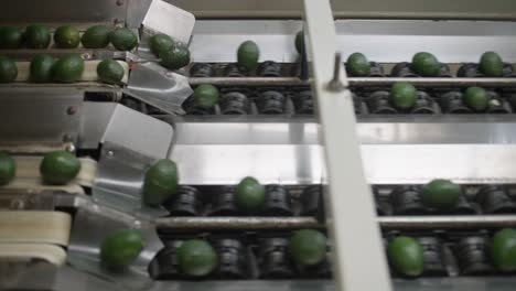 AVOCADOS-AT-AN-AVOCADO-PACKING-HOUSE-IN-MICHOACAN