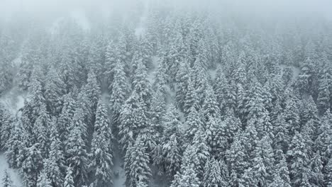 Ascending-drone-view-of-foggy,-snowy-forest-in-Utah