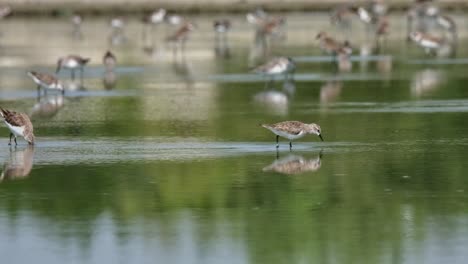 Camera-follows-as-this-Red-necked-Stint-is-moving-towards-the-right-with-other-birds-feeding,-Calidris-ruficollis,-Thailand