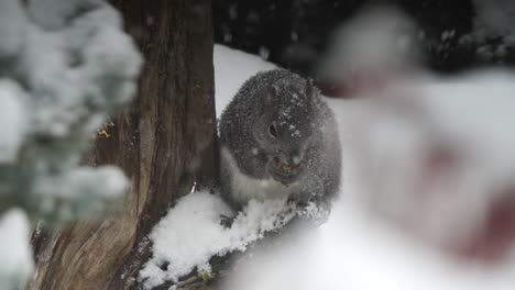 Squirrel-eating-in-a-snowstorm