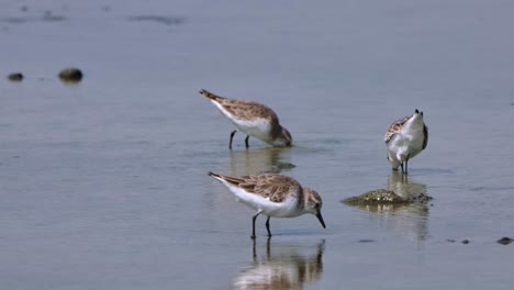 Rapidly-poking-on-mud-as-they-look-for-food,-Red-necked-Stint-Calidris-ruficollis,-Thailand