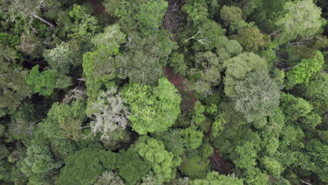 A-drone-shot-of-the-amazon-rainforest.