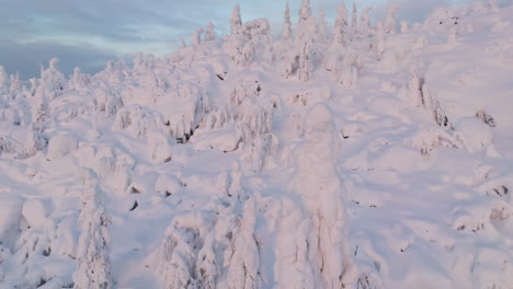 Aerial-view-orbiting-a-sunlit-snow-covered-tree-on-top-of-a-fell,-sunrise-in-Lapland