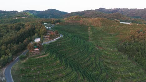 Flying-above-winery-building-and-green-vineyard-hill-during-golden-hour