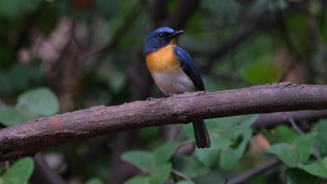 Camera-zooms-out-and-slides-to-the-right-showing-this-bird-facing-to-the-right-with-its-lovely-orange-breast-and-blue-feathers,-Indochinese-Blue-Flycatcher-Cyornis-sumatrensis-Male,-Thailand