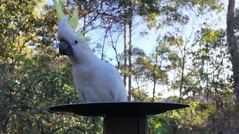Native-Australian-Cockatoo-eating-seeds-on-a-plate-with-bushland-in-the-background
