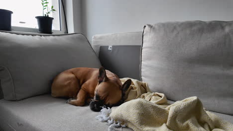 Cozy-corner-of-a-couch-with-a-sleeping-dog-and-blanket