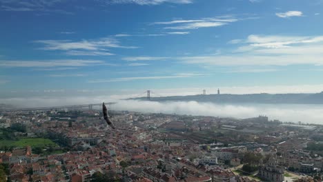 close-view-of-seagulls-in-fabulous-bloody-sunny-time-over-Tagus-river-over-25th-April-Bridge-Lisbon