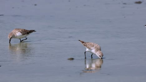 A-busy-scenario-of-some-Red-necked-Stints-feeding-at-a-saltpan-as-they-all-disappear,-Calidris-ruficollis,-Thailand