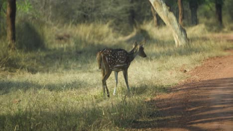 Close-up-shot-of-a-Chital-and-its-fawn-or-Cheetal-or-Axis-axis-deer-in-dry-grasslands-of-Kuno-National-Park-in-Sheopur-India