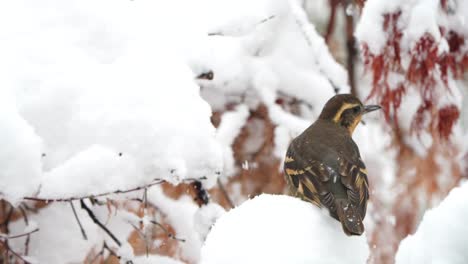 Varied-thrush-in-the-snow