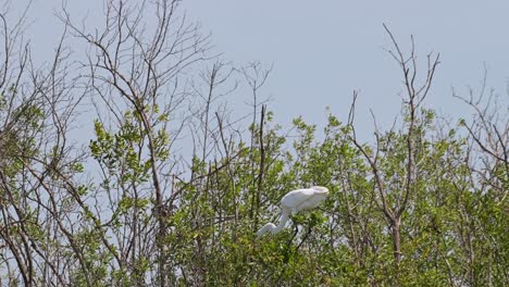Windy-and-hot-while-it-is-struggling-to-balance-on-top-of-a-mangrove-tree-as-the-camera-zooms-in,-Great-Egret-Ardea-alba,-Thailand