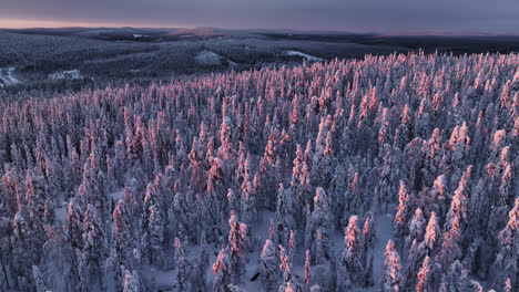 Panoramic-drone-shot-circling-snow-covered-forest,-dramatic-sunset-in-Lapland