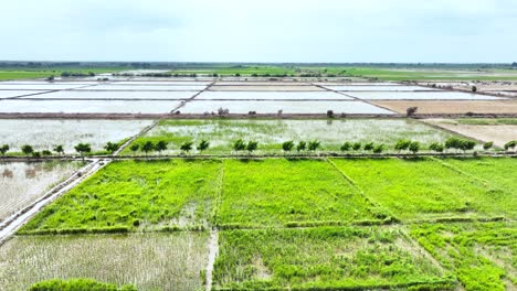 Luftaufnahme-Von-Golarchi-Farmmustern,-Sindh