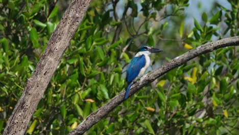 Very-windy-afternoon-as-this-bird-is-seen-from-its-side-facing-to-the-right-as-the-camera-zooms-in,-Collared-Kingfisher-Todiramphus-chloris,-Thailand