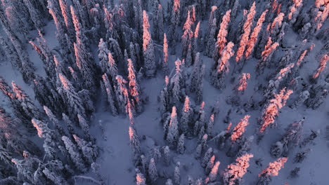 Aerial-rising-shot-tilting-in-front-of-colorful,-snow-covered-forest-of-Lapland