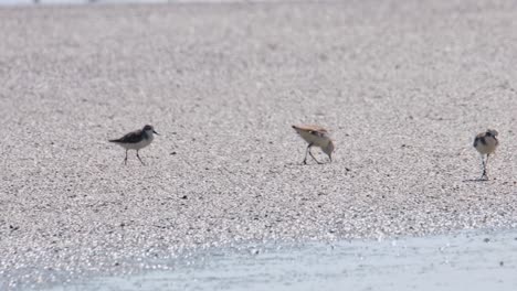 Running-on-a-mudflat-towards-the-right-looking-for-a-perfect-spot-to-feed,-Spoon-billed-Sandpiper-Calidris-pygmaea,-Thailand