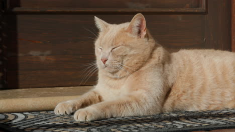 Beige-cat-sunbathing-with-eyes-half-closed-due-to-the-wind
