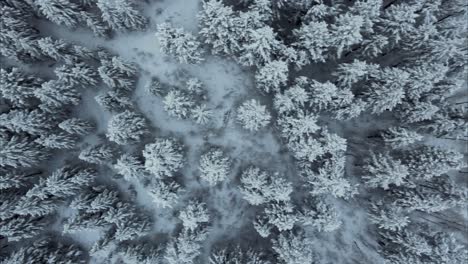 Birdseye-top-down-view-of-a-frozen-Utah-forest-in-winter