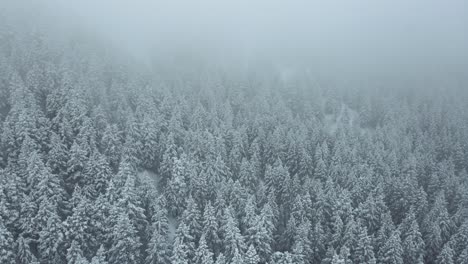 Descending-aerial-shot-of-a-freshly-snow-covered-pine-forest-in-Utah