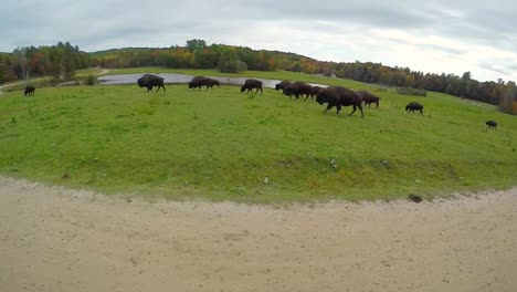 herd-of-bison-walking-on-the-Canadian-prairie