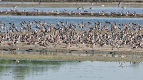 Camera-zooms-out-revealing-this-big-flock-of-Shorebirds,-Thailand