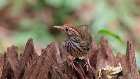 Facing-the-camera-looking-around-after-feeding-on-some-worms,-Puff-throated-Babbler-or-Spotted-Babbler-Pellorneum-ruficeps,-Thailand